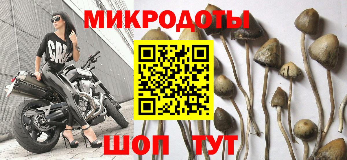 как найти закладки  Псилоцибиновые грибы мицелий  Карачаевск  Вход с VPN  Псилоцибиновые грибы ЛСД 